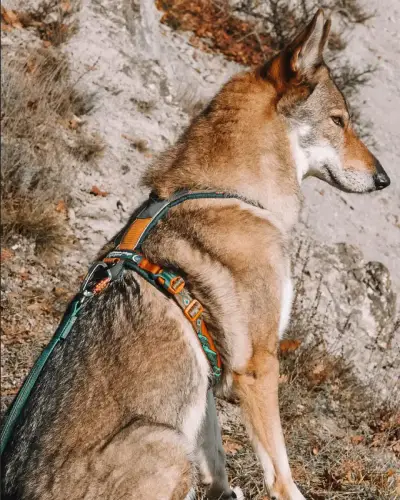 DOG TREKKING: L’ATTREZZATURA DEFINITIVA | AUTUNNO-inverno 2026/2027 5 PHOTO 2026 10 02 10 22 58 1