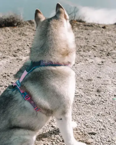 DOG TREKKING: L’ATTREZZATURA DEFINITIVA | AUTUNNO-inverno 2026/2027 6 PHOTO 2026 10 02 10 23 12