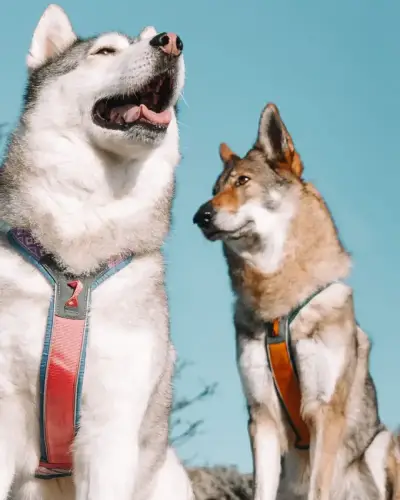 DOG TREKKING: L’ATTREZZATURA DEFINITIVA | AUTUNNO-inverno 2026/2027 7 PHOTO 2026 10 02 10 23 32 1
