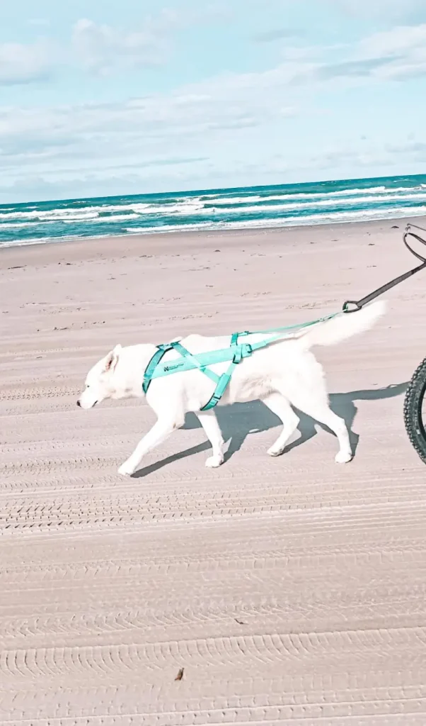 DOG TREKKING: L’ATTREZZATURA DEFINITIVA | AUTUNNO-inverno 2026/2027 9 husky bikejoring imbrago