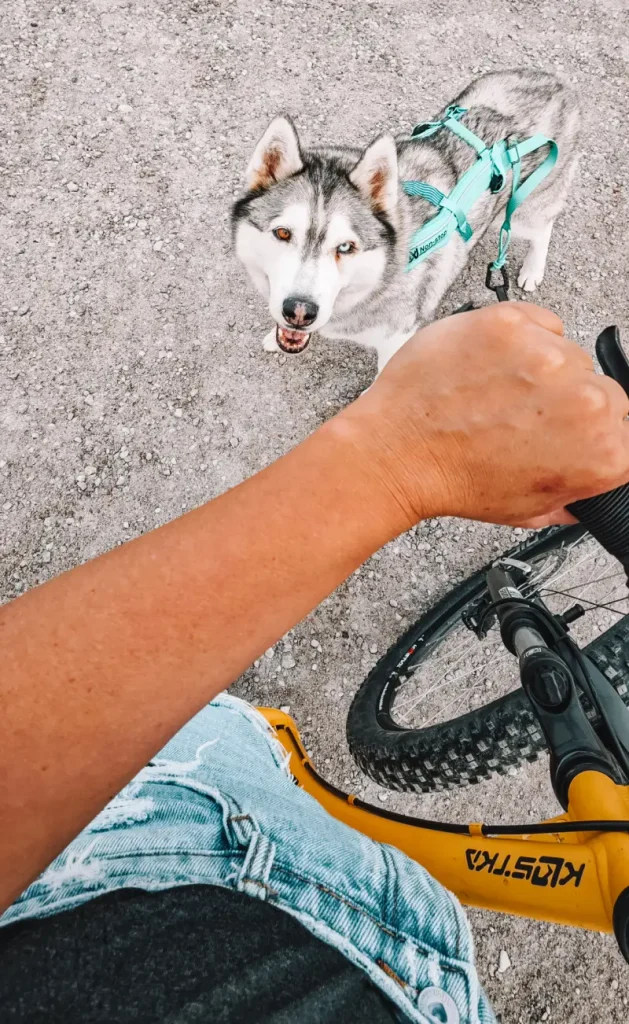 DOG TREKKING: L’ATTREZZATURA DEFINITIVA | AUTUNNO-inverno 2026/2027 10 imbrago canicross husky