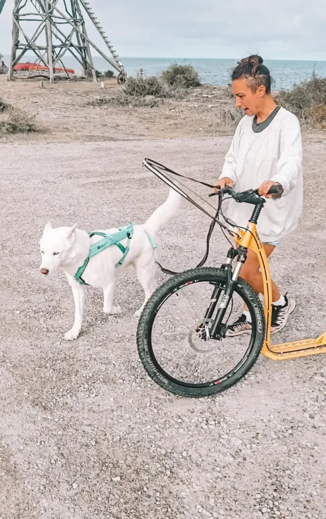 DOG TREKKING: L’ATTREZZATURA DEFINITIVA | AUTUNNO-inverno 2026/2027 11 imbrago dogscooter husky