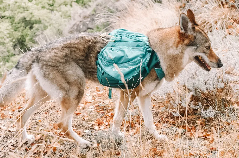 DOG TREKKING: L’ATTREZZATURA DEFINITIVA | AUTUNNO-inverno 2026/2027 8 zainetto iky