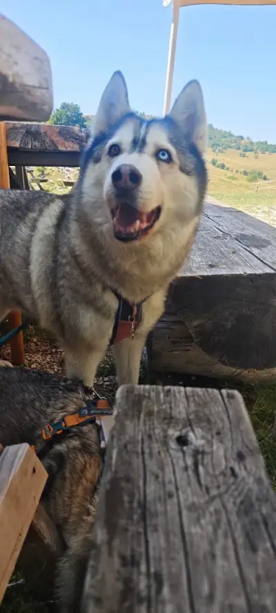 Weekend in Lessinia con il cane: malghe, sentieri e posti da scoprire 9 nanuk-malga-lessinia-con-il-cane