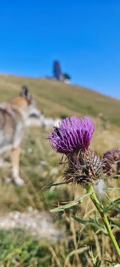 Weekend in Lessinia con il cane: malghe, sentieri e posti da scoprire 4 escursione-lessinia-con-il-cane-el-bloc