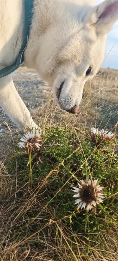Weekend in Lessinia con il cane: malghe, sentieri e posti da scoprire 13 malga-cime-lessinia-cani